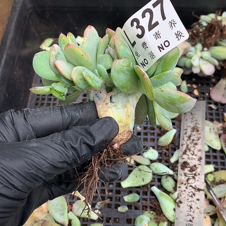 陈***莉白凤缀化 多肉植物9.25号左右发
