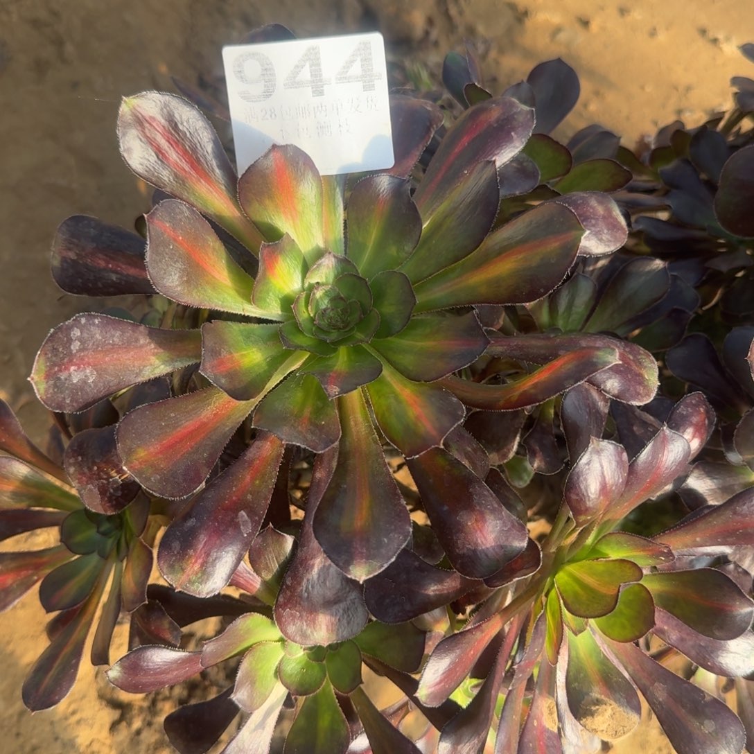 944号花蝴蝶清棚不包损