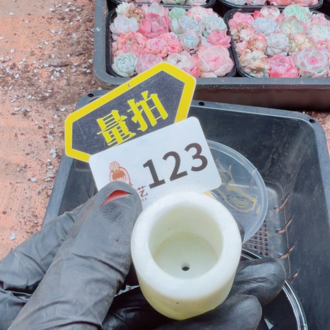 多肉植物多肉植物