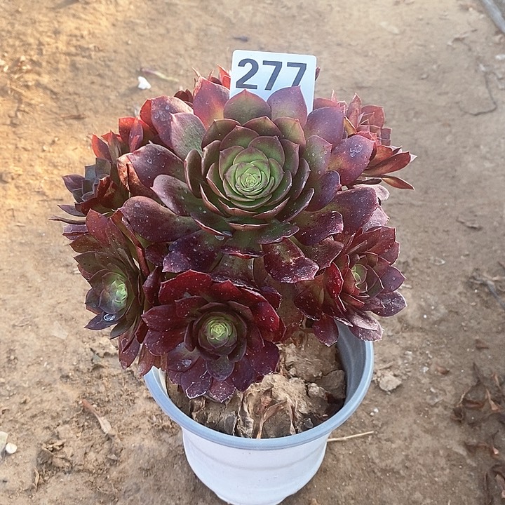 法师植物12345678