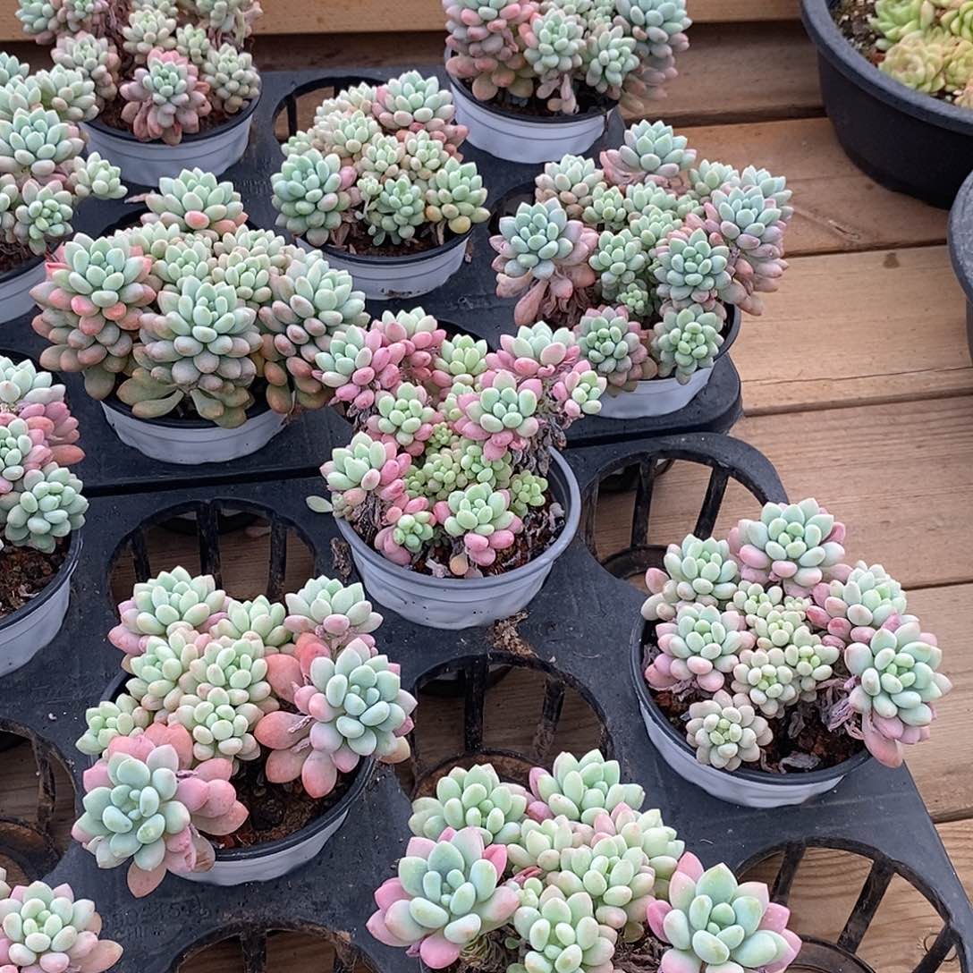 金汇园艺，泡泡酱