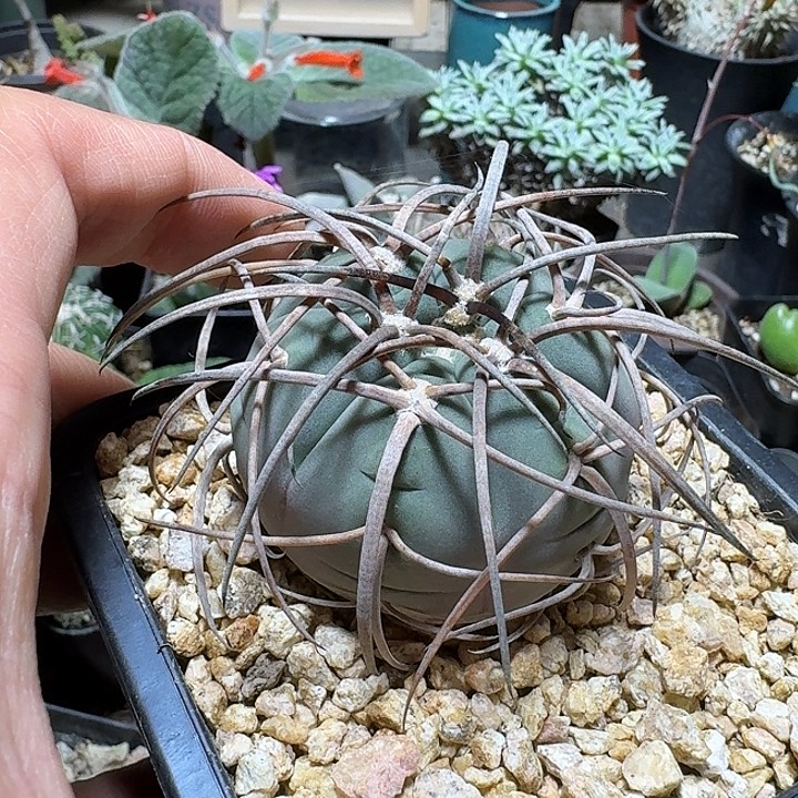 375超刺天平脱土发货