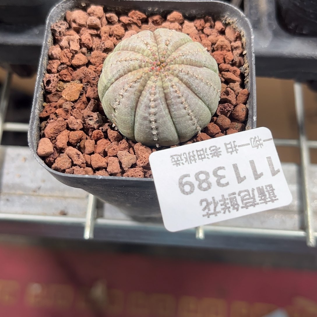 蕃***茄111389一物一拍仙人球