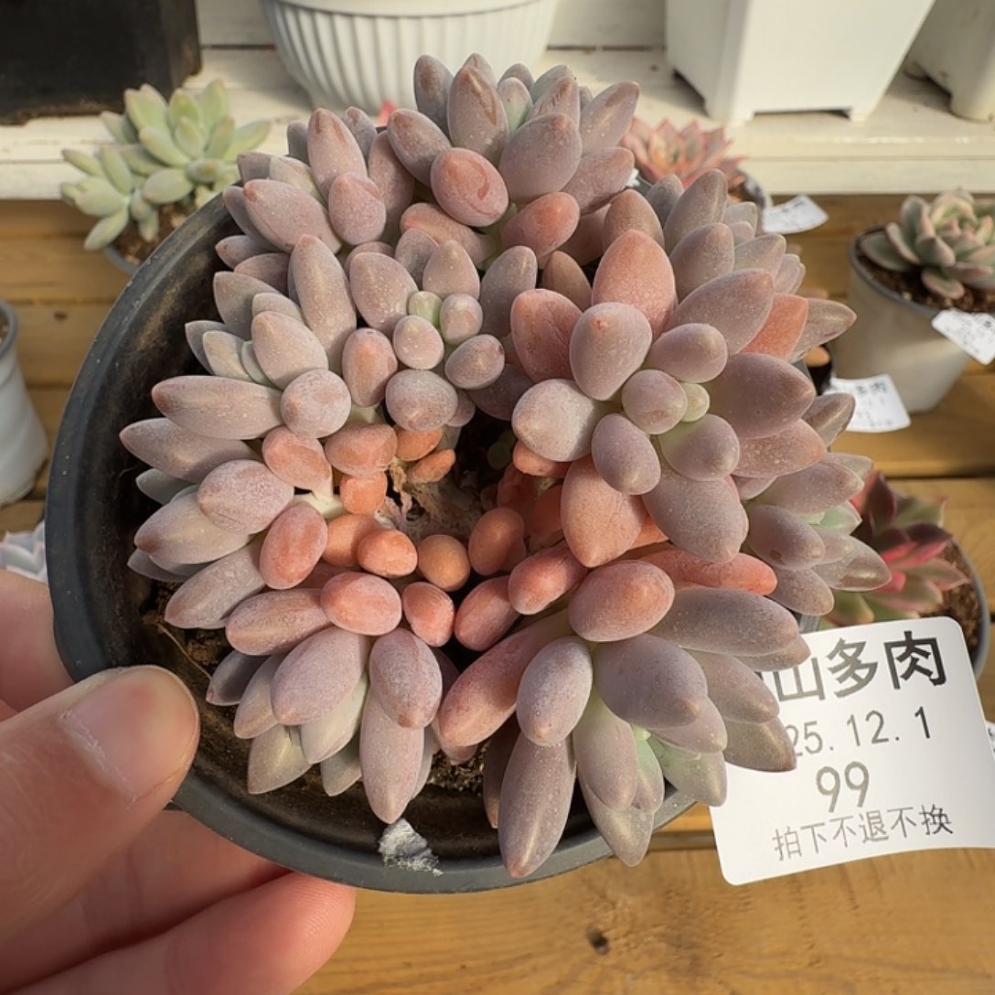 星黛露群1111121-99
