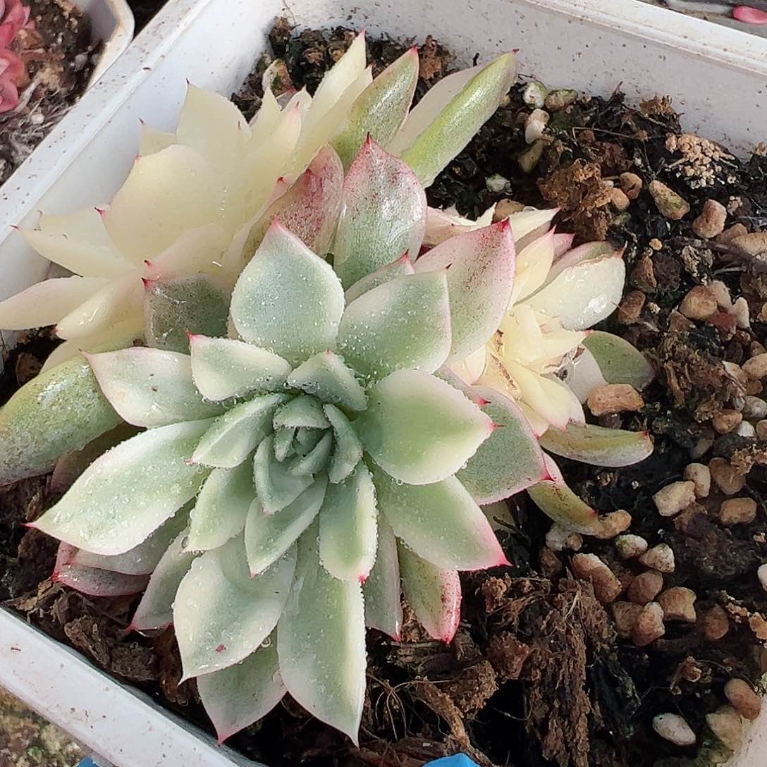 原始绿爪锦底座，带覆轮锦头