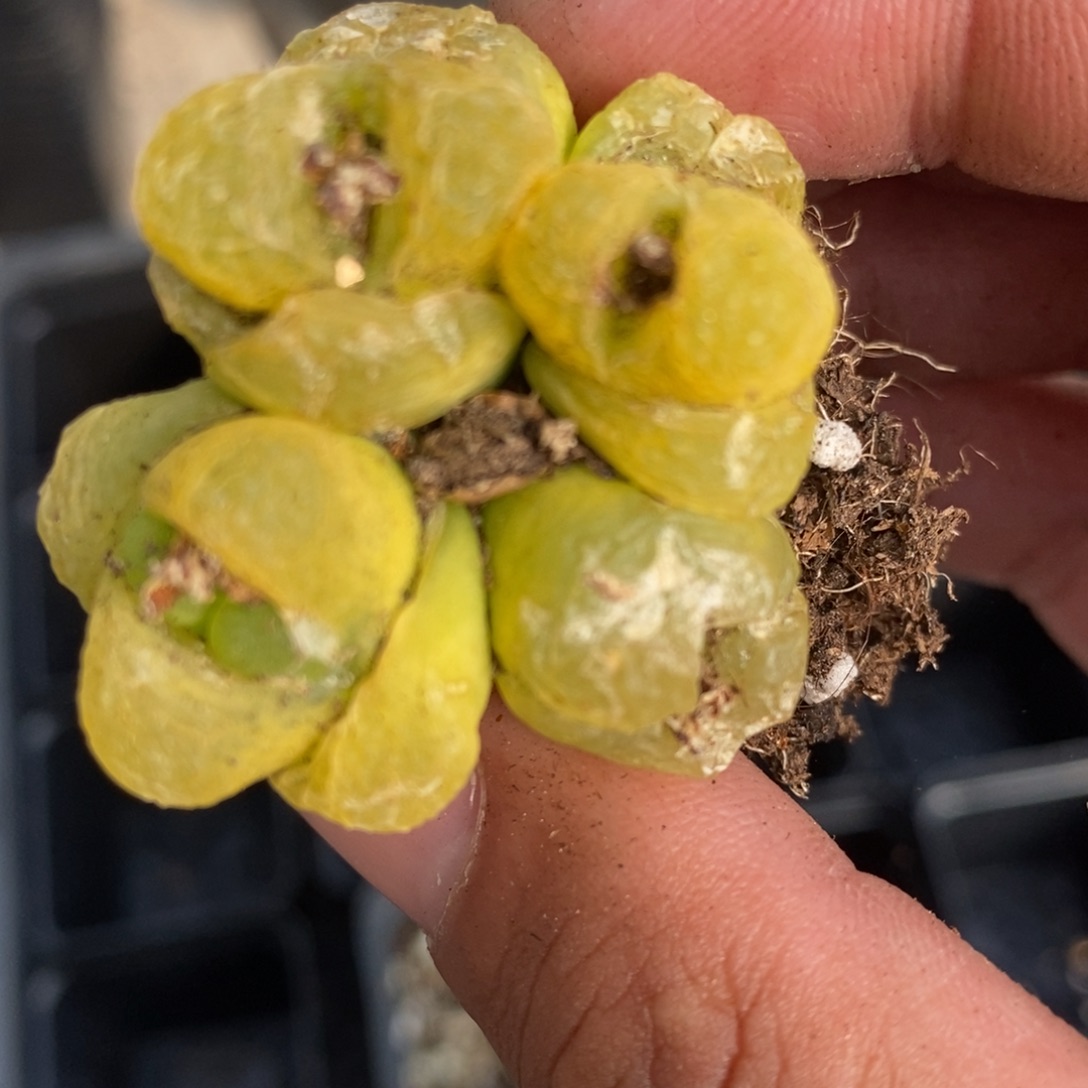 937一颗一颗一颗