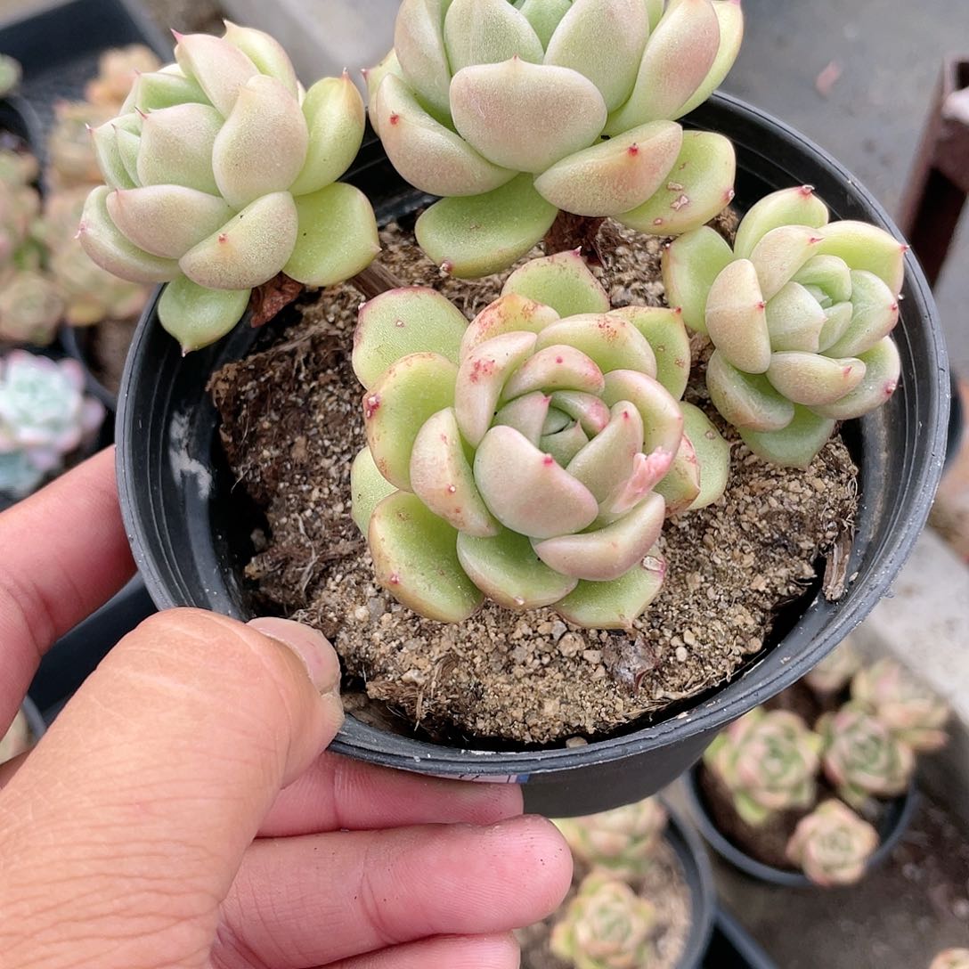 陈**～2511  冰城 六月六