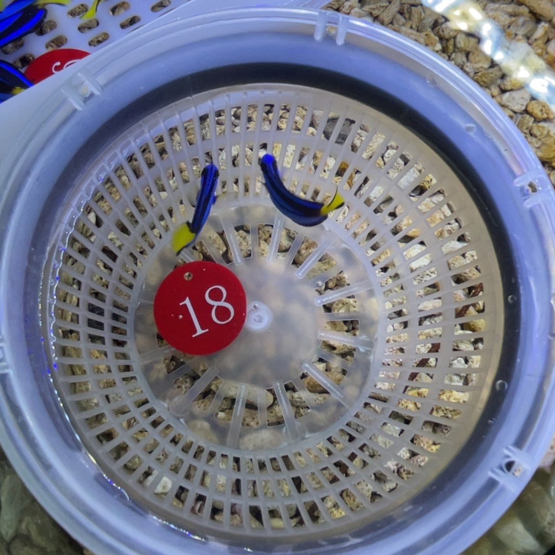 海水鱼蓝调一条顺丰包邮