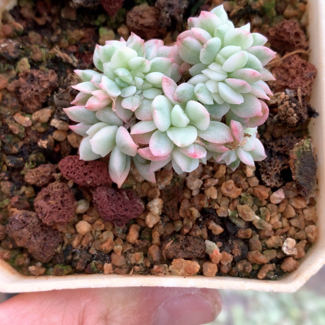 不知名锦。         15号