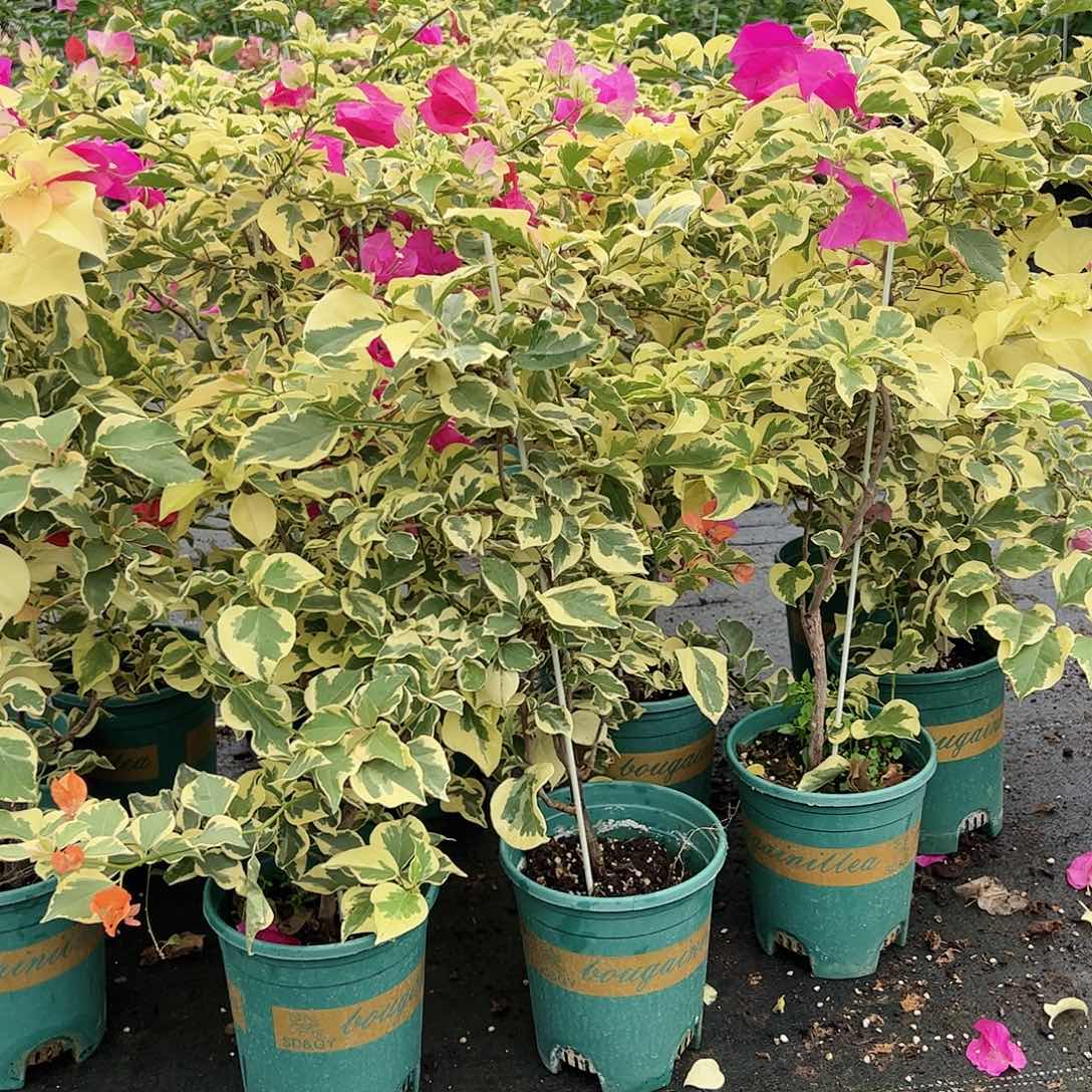 当前无花栽培后可以开花金边叶带竹一颗