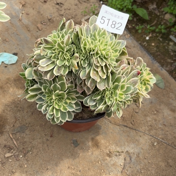 绿豆沙坠多肉法师5182