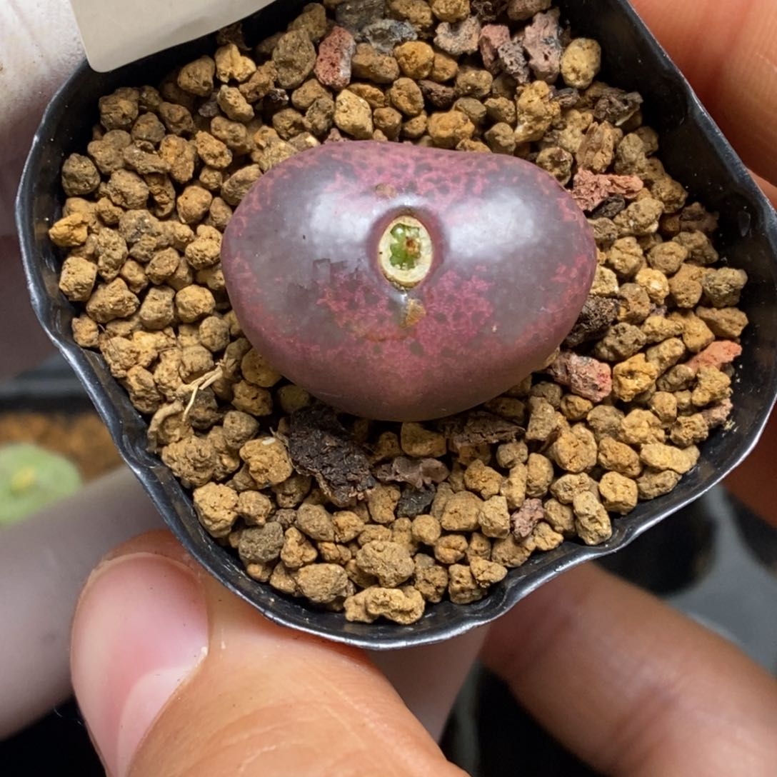 多肉植物肉锥杂交K-138（2.1）吕杂勋章 福利