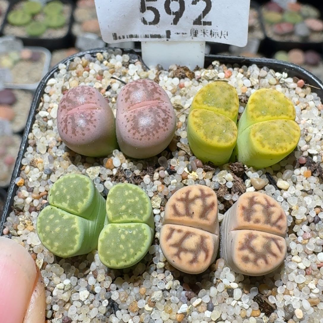 Sss清仓便宜卖592