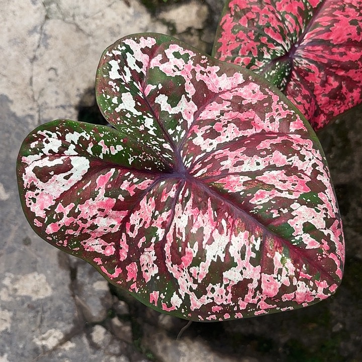 19-1209豹纹彩叶芋广东现货