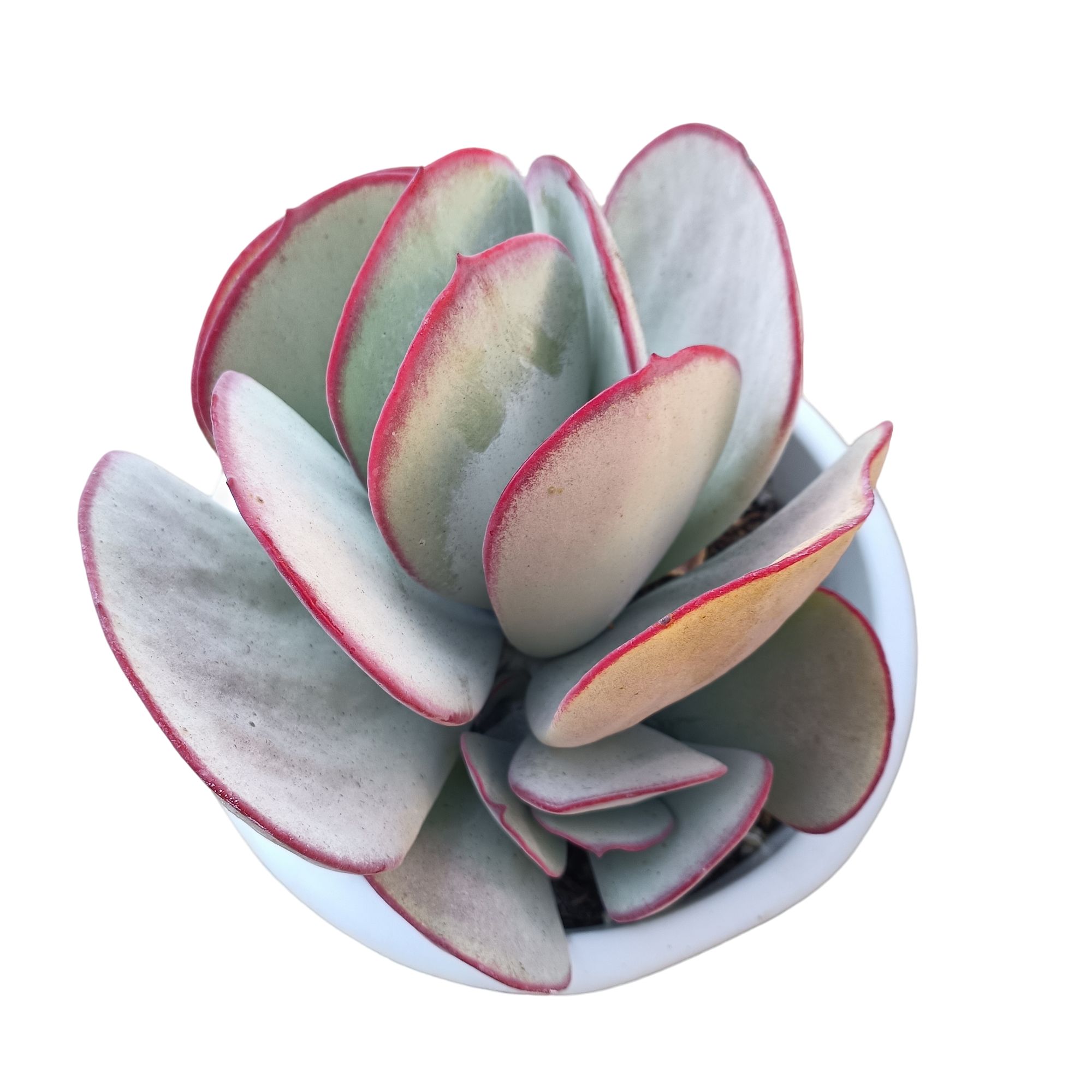 精品白眉  多肉植物（满18包邮 直播间展示为准）