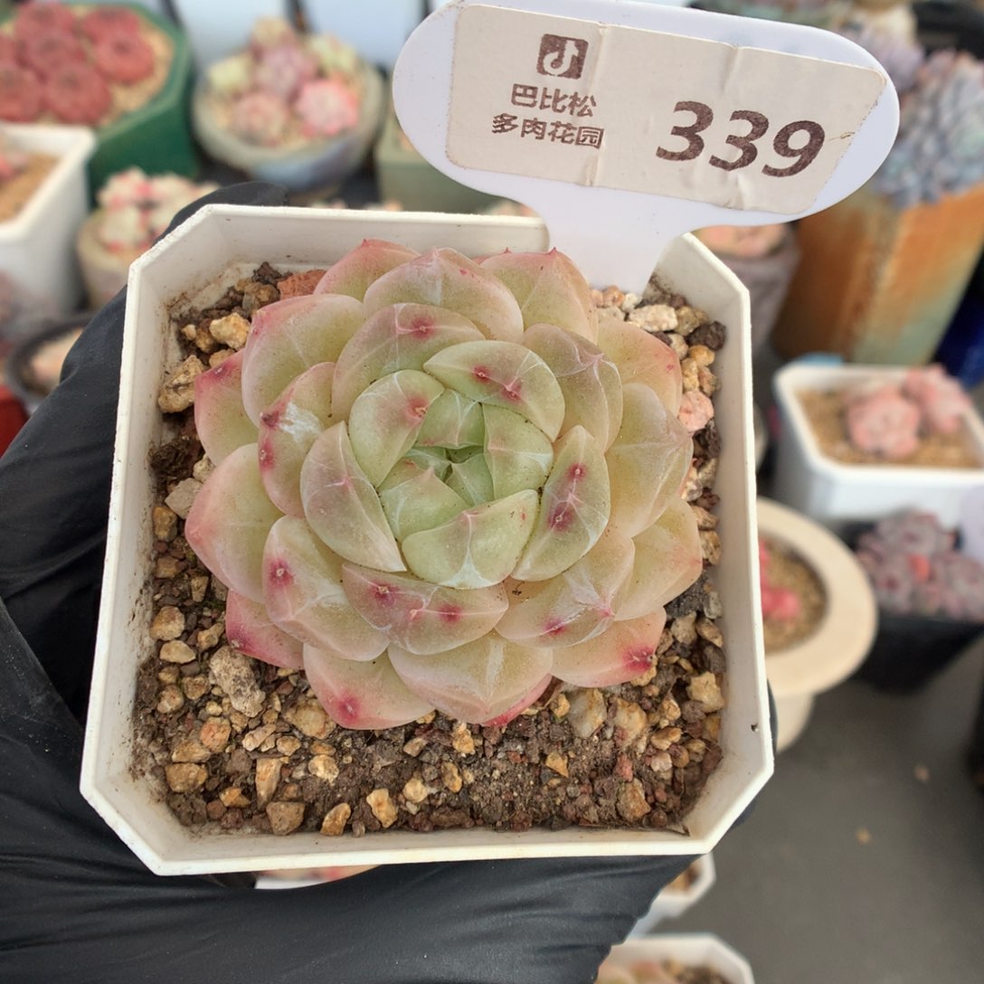 十****339 钻石珍妮多肉