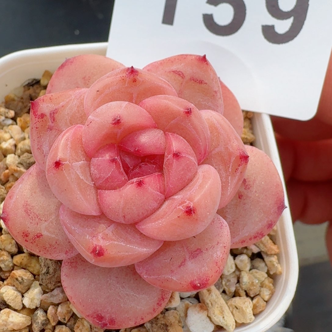 开播福利         精品多肉干冰