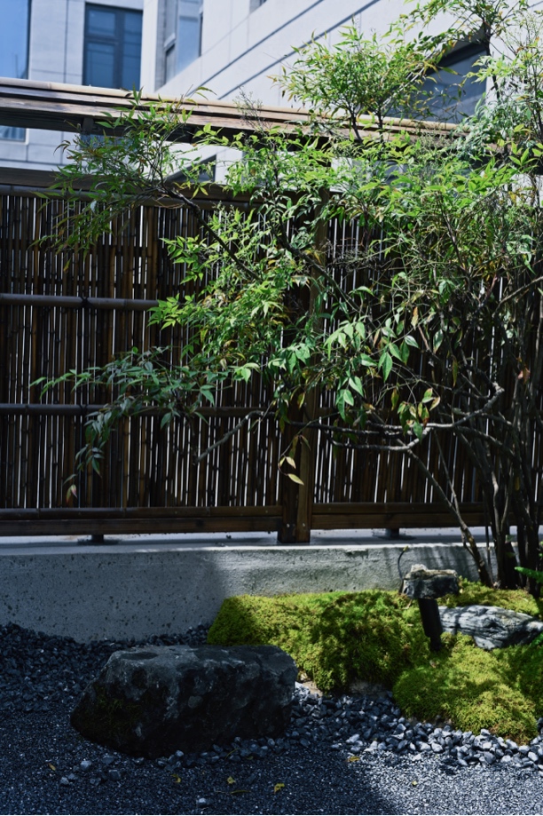 耐晒不怕晒的东亚砂藓庭院盆景景观铺面苔藓草皮