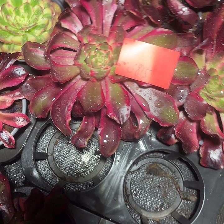 红魔女多肉植物保护0815