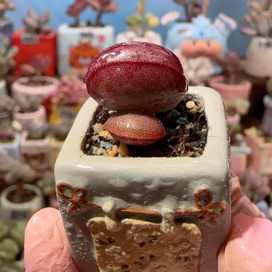 小爱心 盆口2.5cm