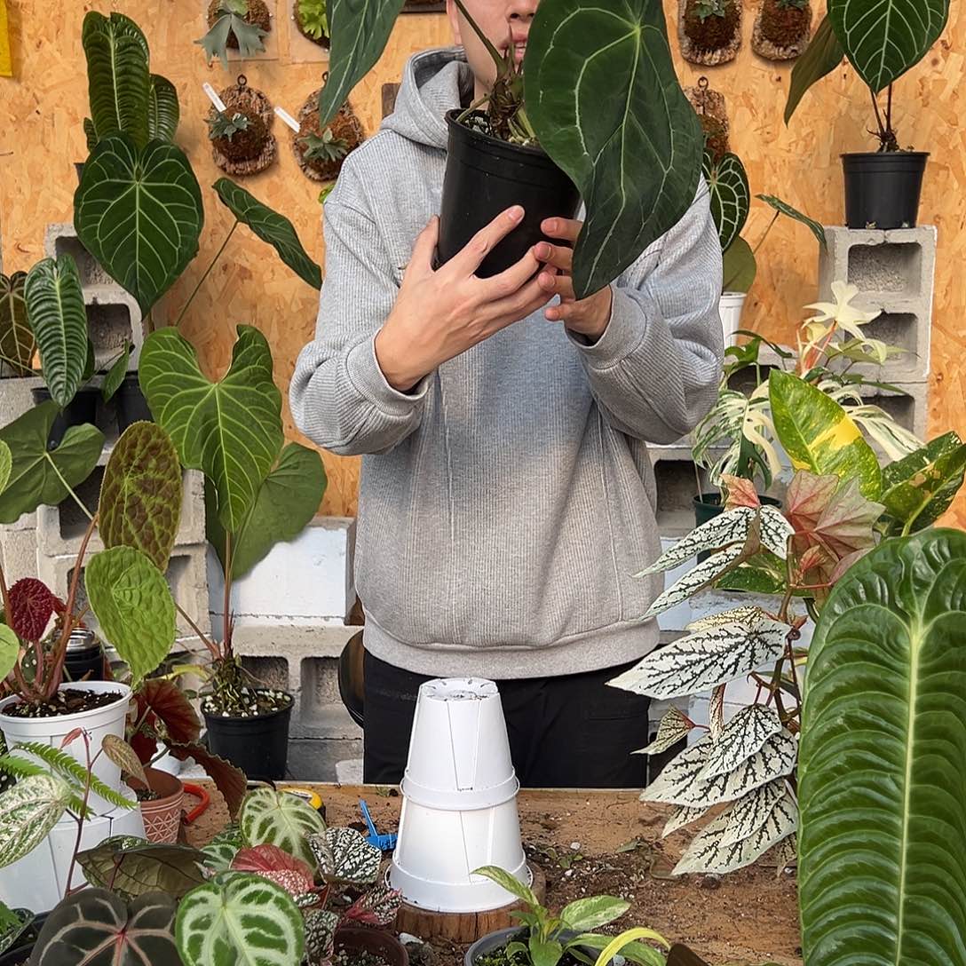 完全开放C35老桩花烛