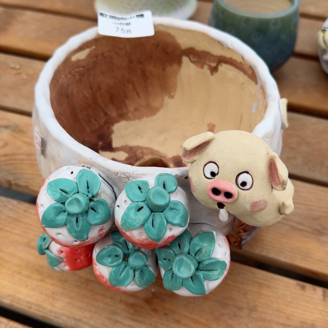 日***心多肉植物 新年快乐盆758