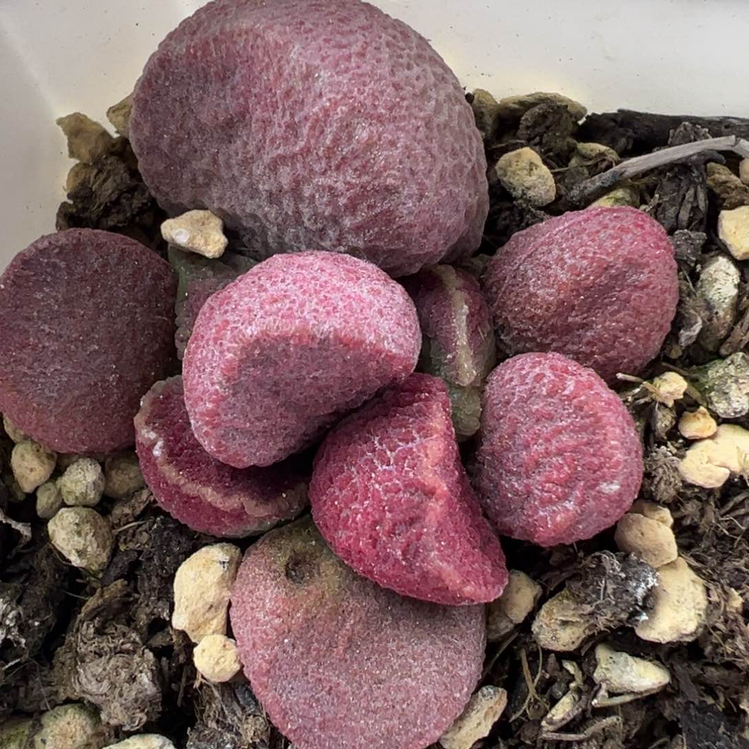 特价夏娃大苗有小疤多肉植物水泡