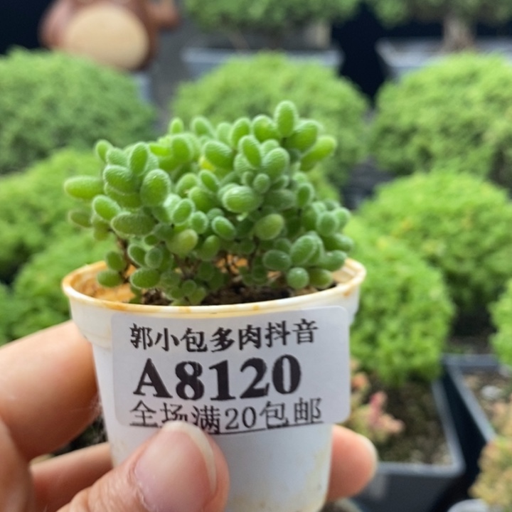 蜜橘糖球8120枝干番杏