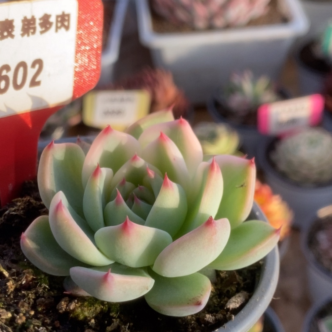 602吉娃娃锦锦锦锦锦