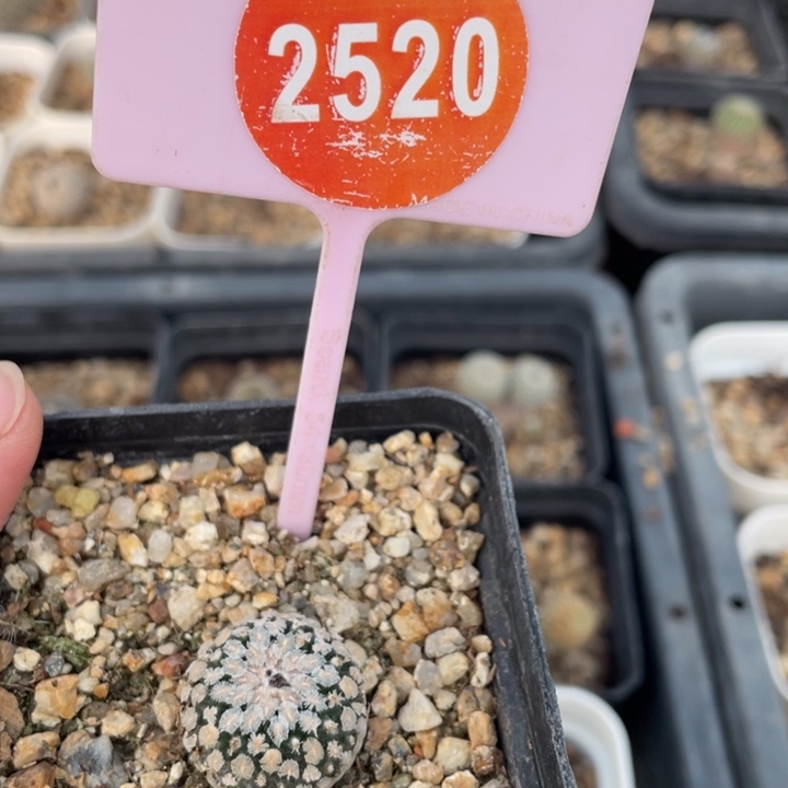 ****喵实生啬薇2520-000000