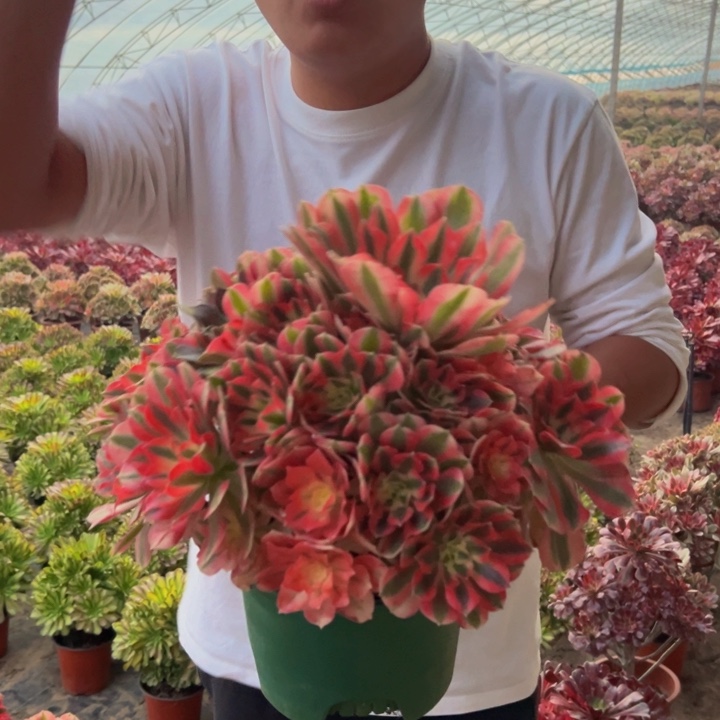 28.8精品粉女巫一颗