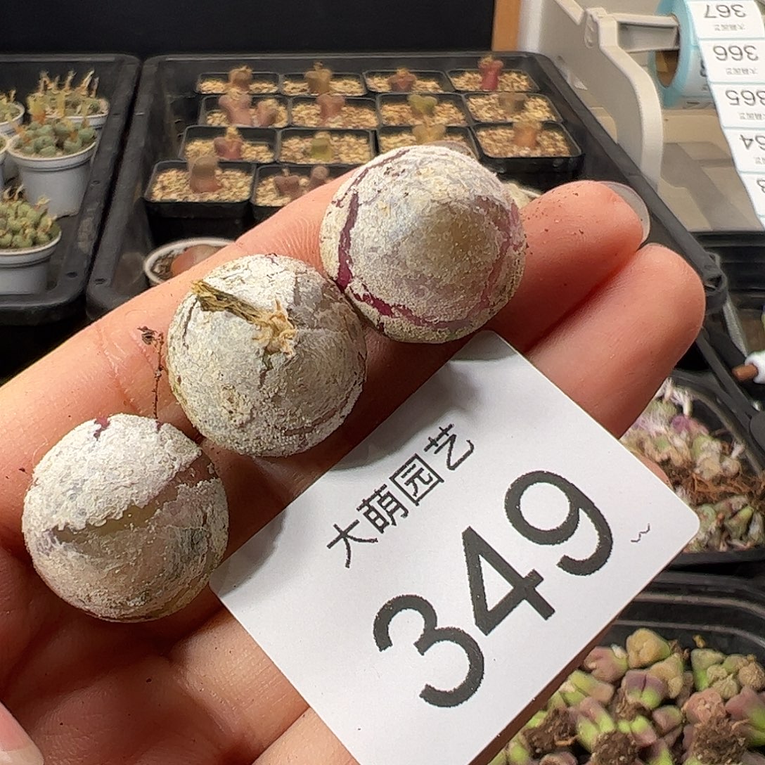 一物一拍           349