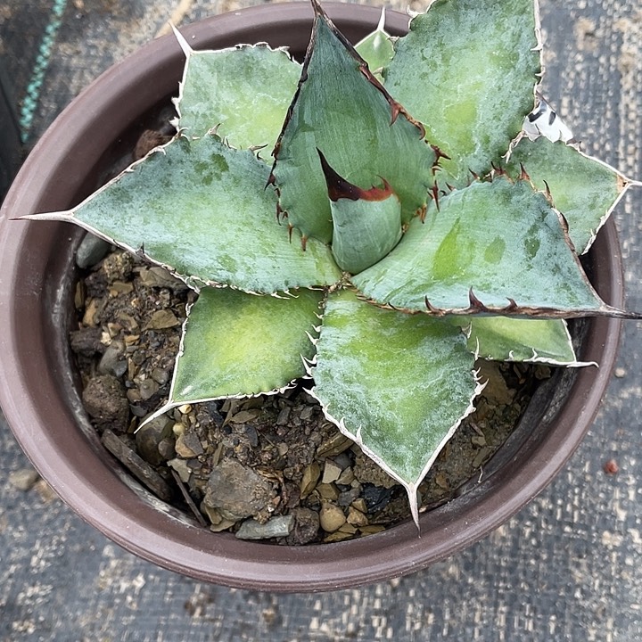 ?*龙舌兰绿色植物