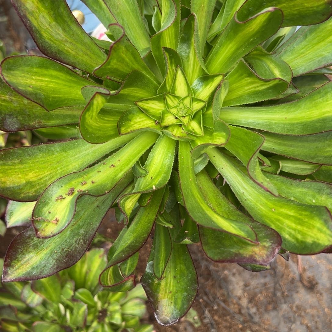 60魅影七彩多肉多肉多肉