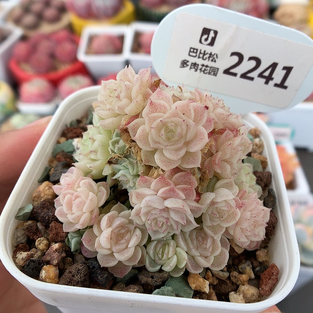 2241麦杆小群多肉植物