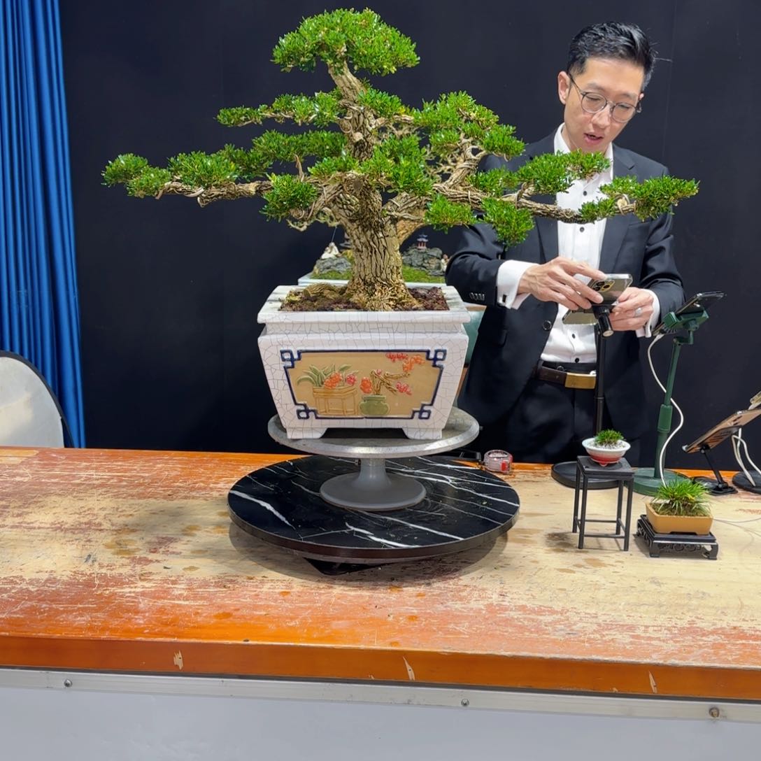 黄杨室内室外盆景艺术