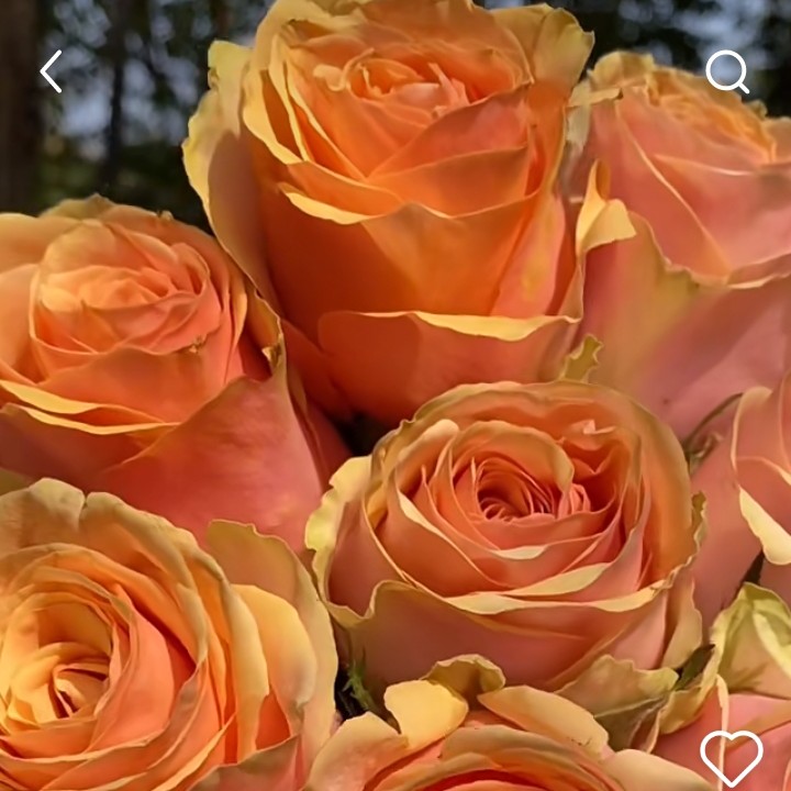 超新品【股息】大切花月季玫瑰花玫瑰庭院阳台花园地栽盆栽花卉基地