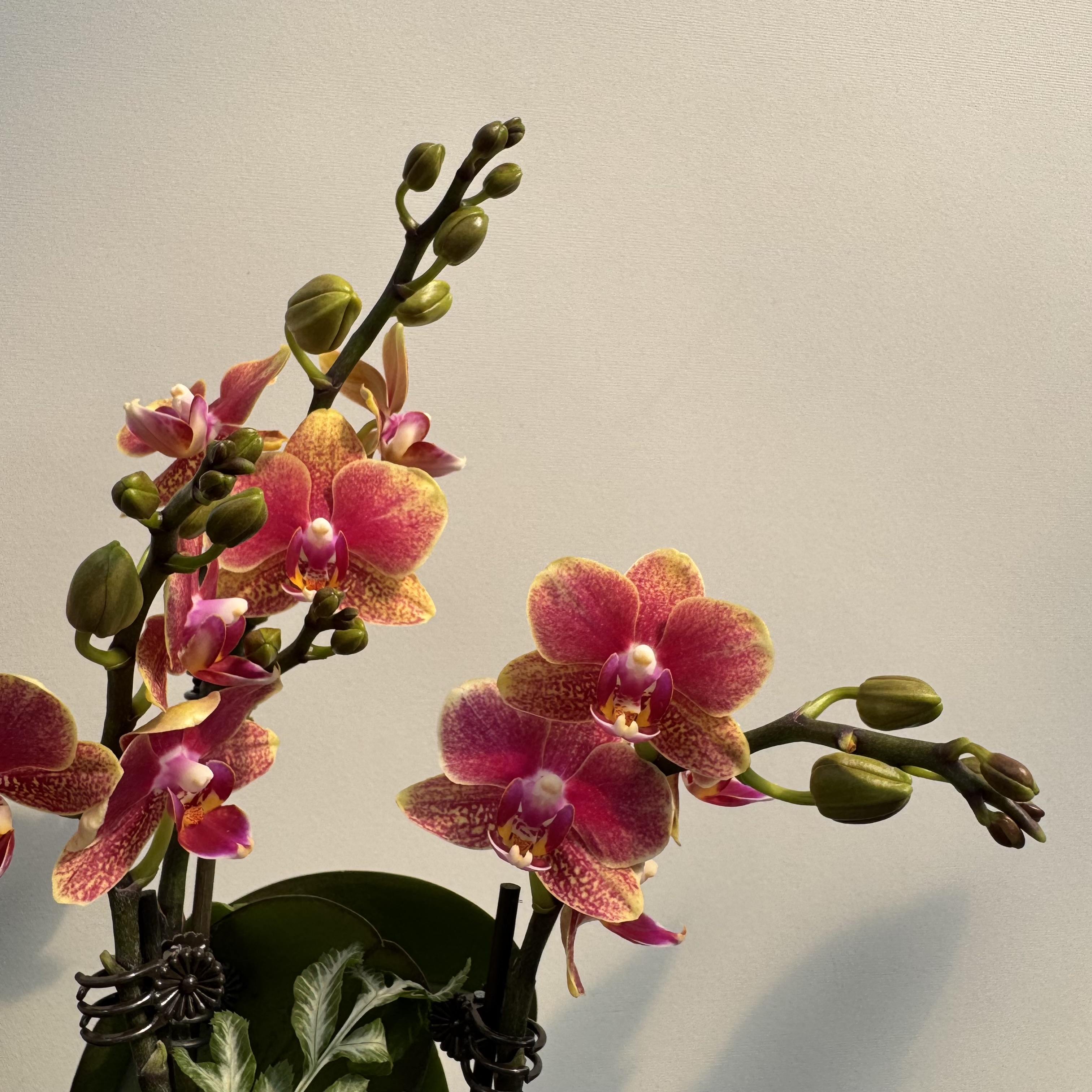 【金蝶带香型】清新感带花带花苞室内前台喜事乔迁送礼懒人蝴蝶兰