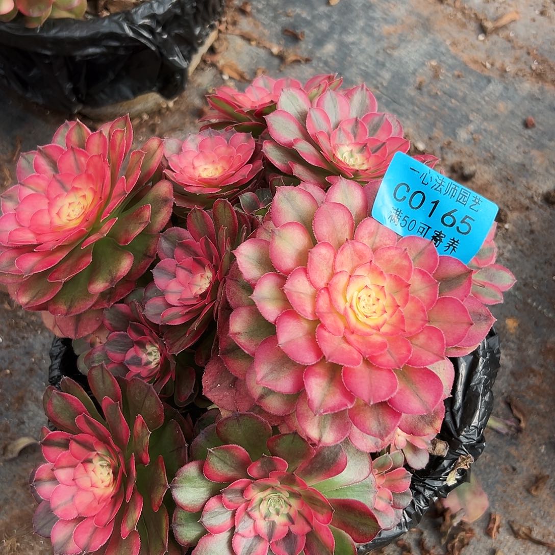 多肉植物0165荔枝