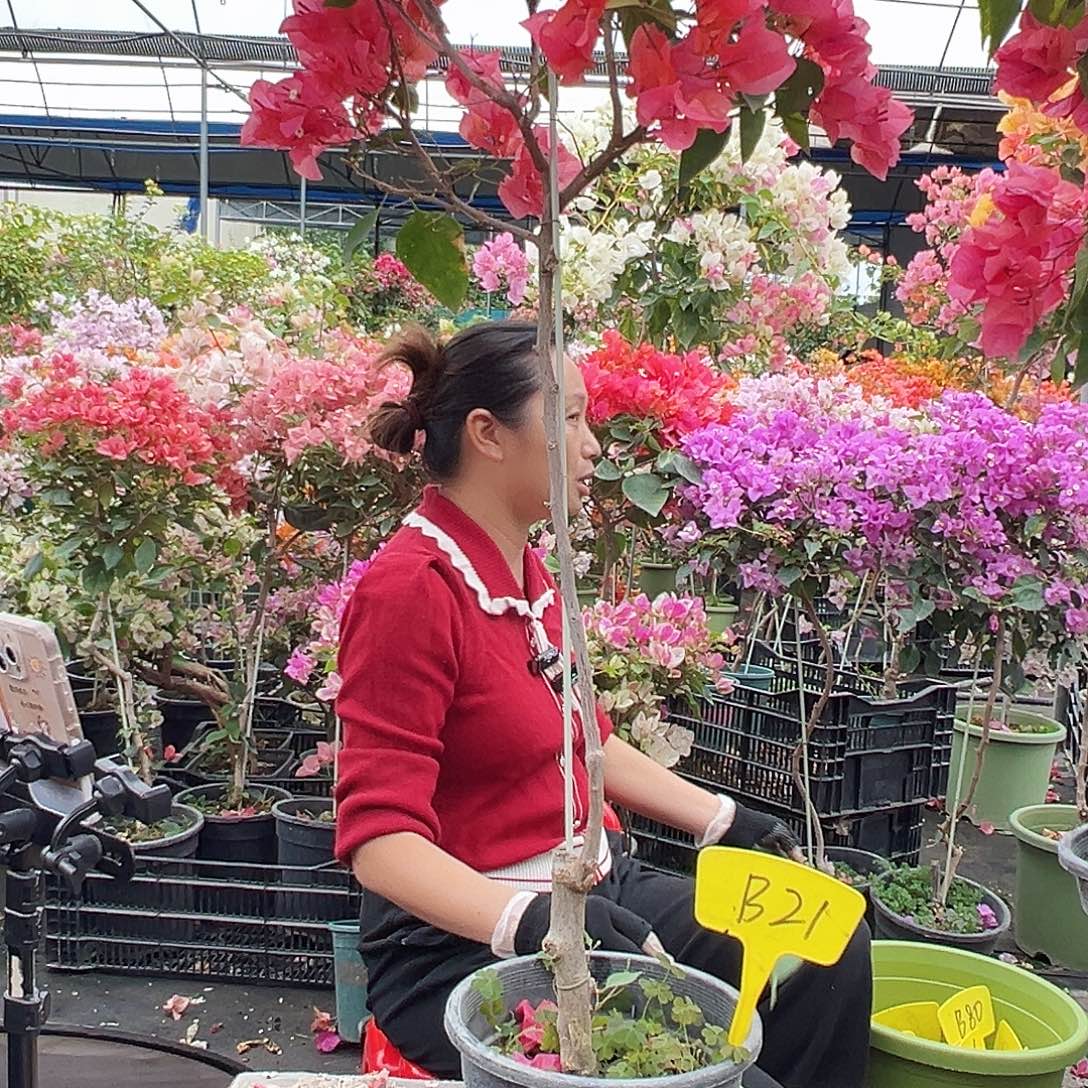 小***虫大部分花苞少量开放B21红骑士