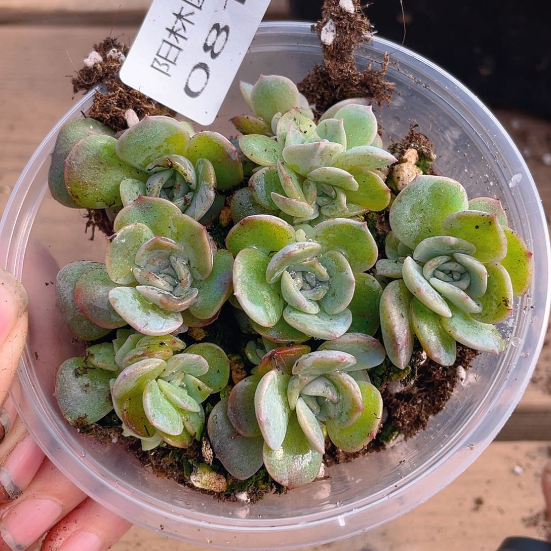 多肉植物多肉植物817