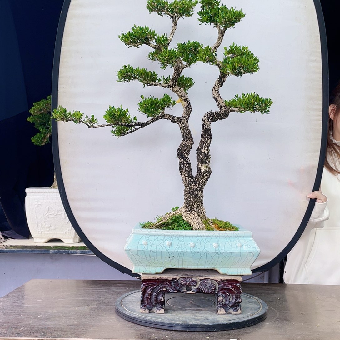 完全开放花**语黄杨盆景四季常青