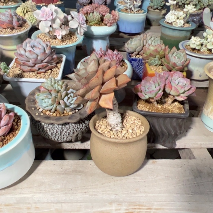 大合锦带盆发货多肉