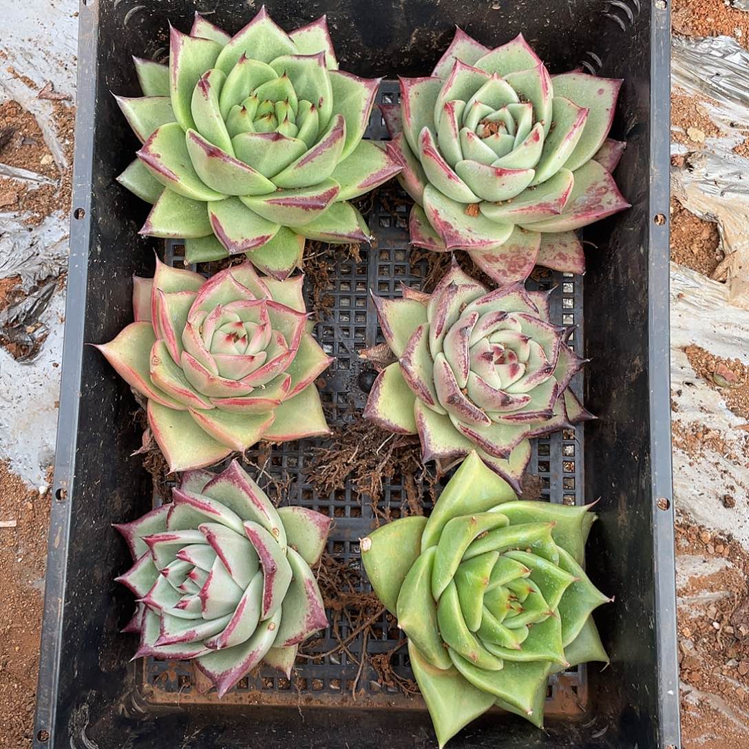 若如东云组拍E776