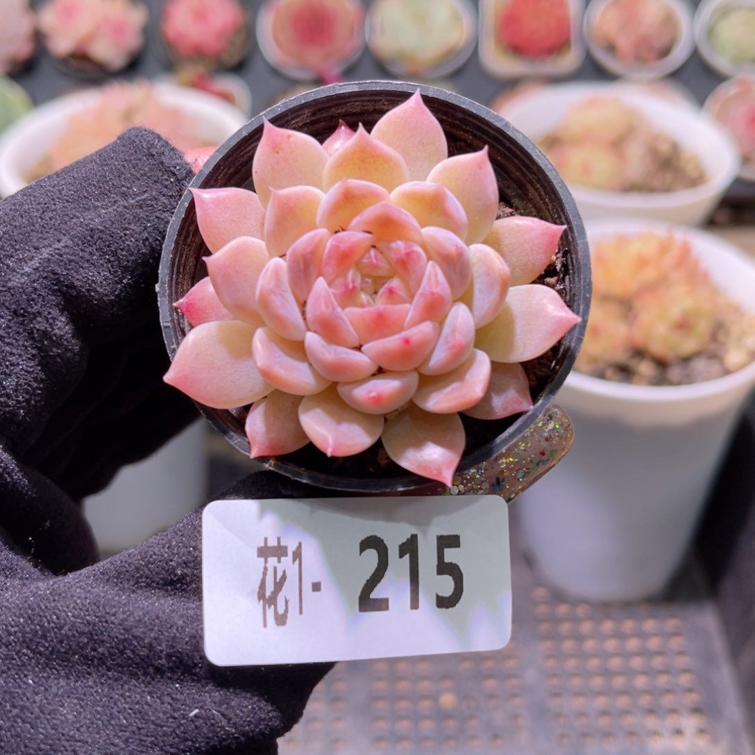 花利美1-215秘境冰魄