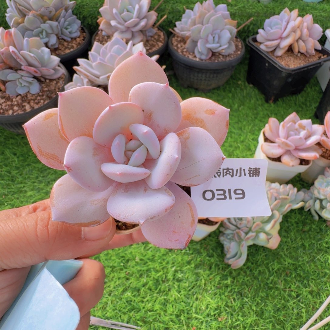 多肉植物奶茶单头0319