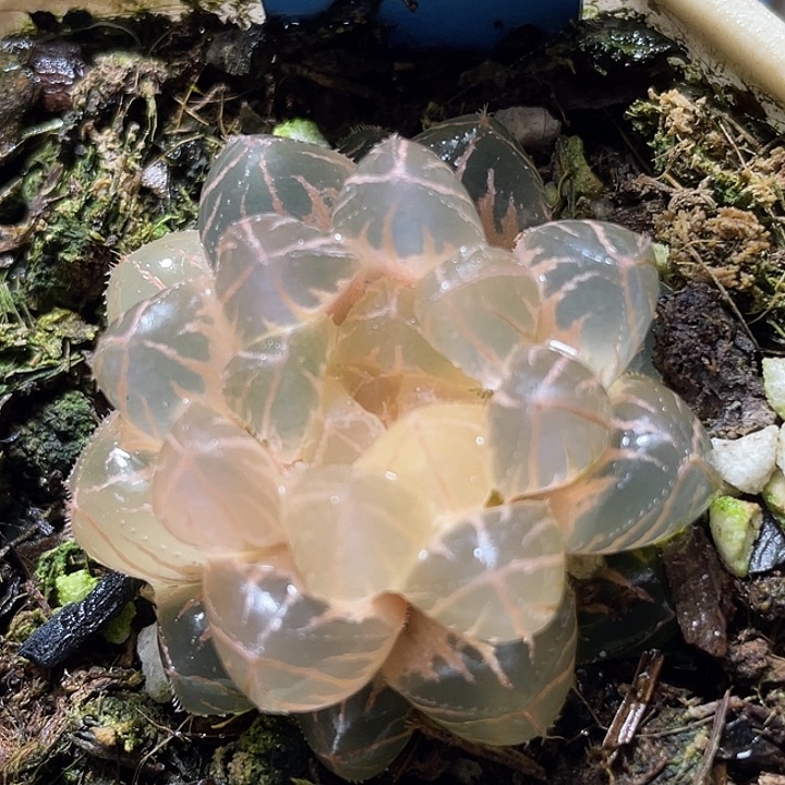 山***花623糊斑绯桃锦特选福利