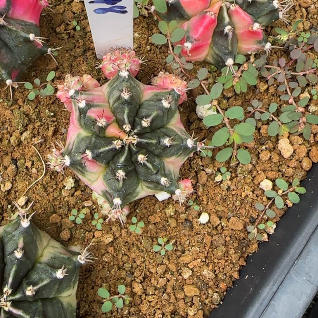 48-0116泰国发货多肉