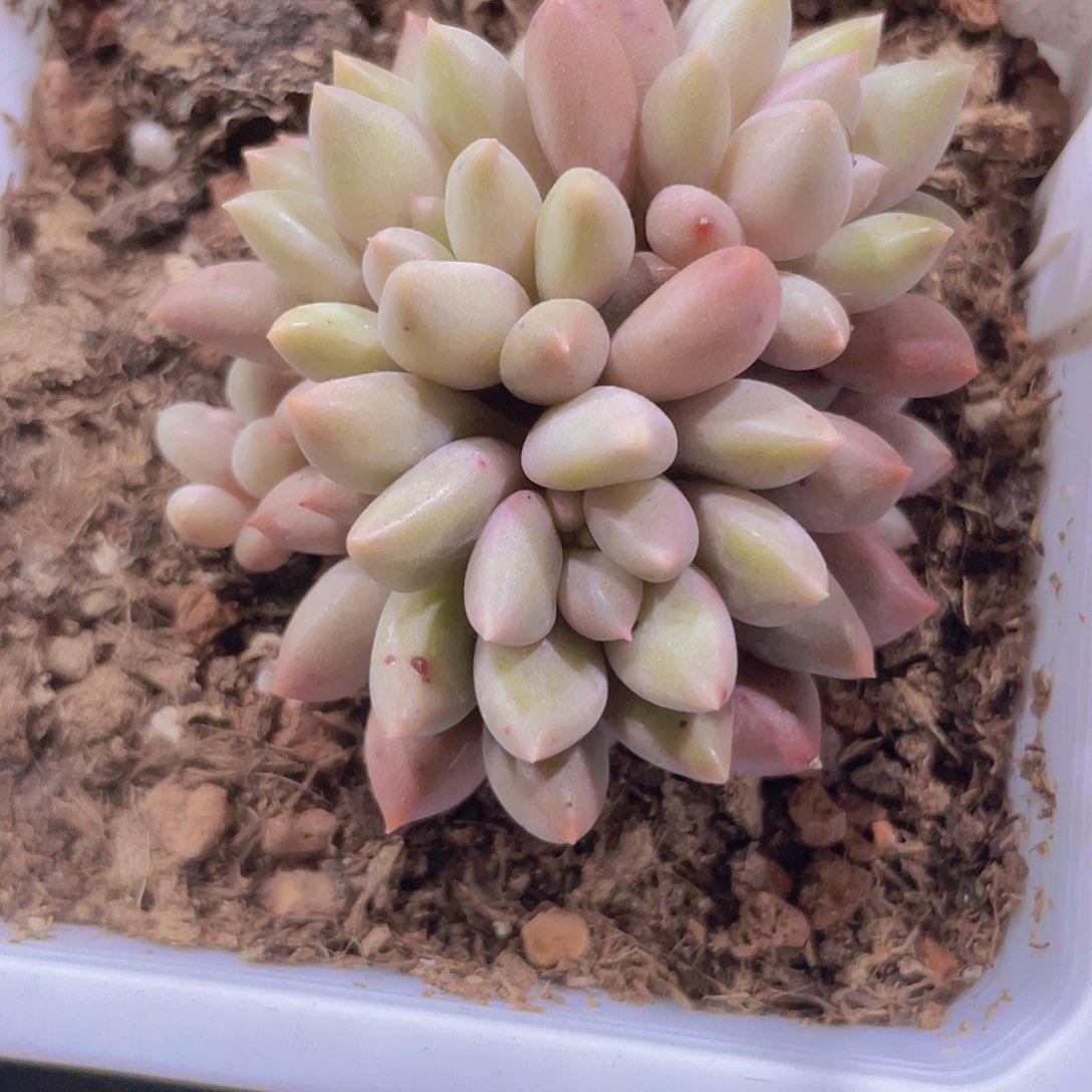 金鱼姬e070一物一拍