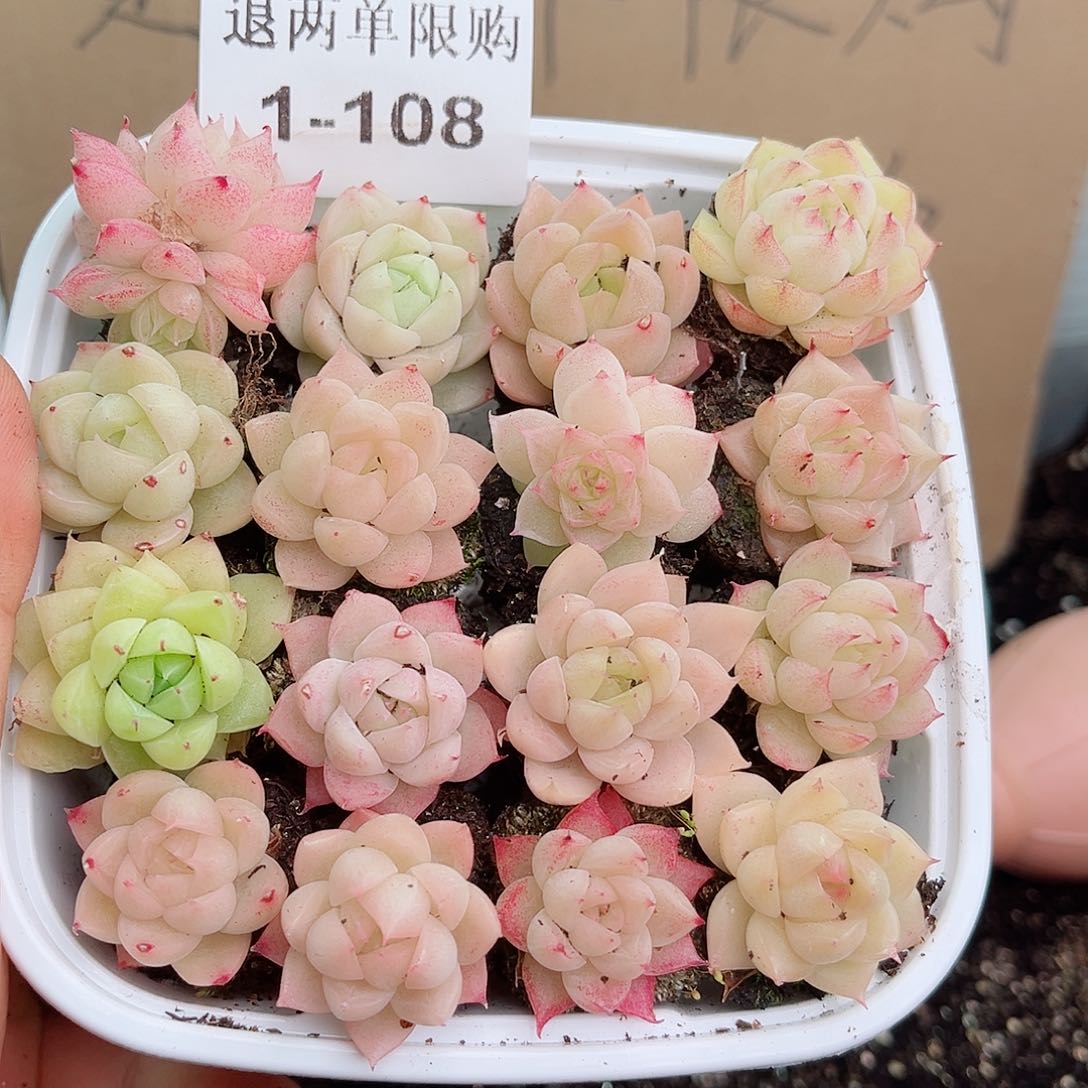 1-108 新疆西藏内蒙不发12.8包邮2-3公分多肉